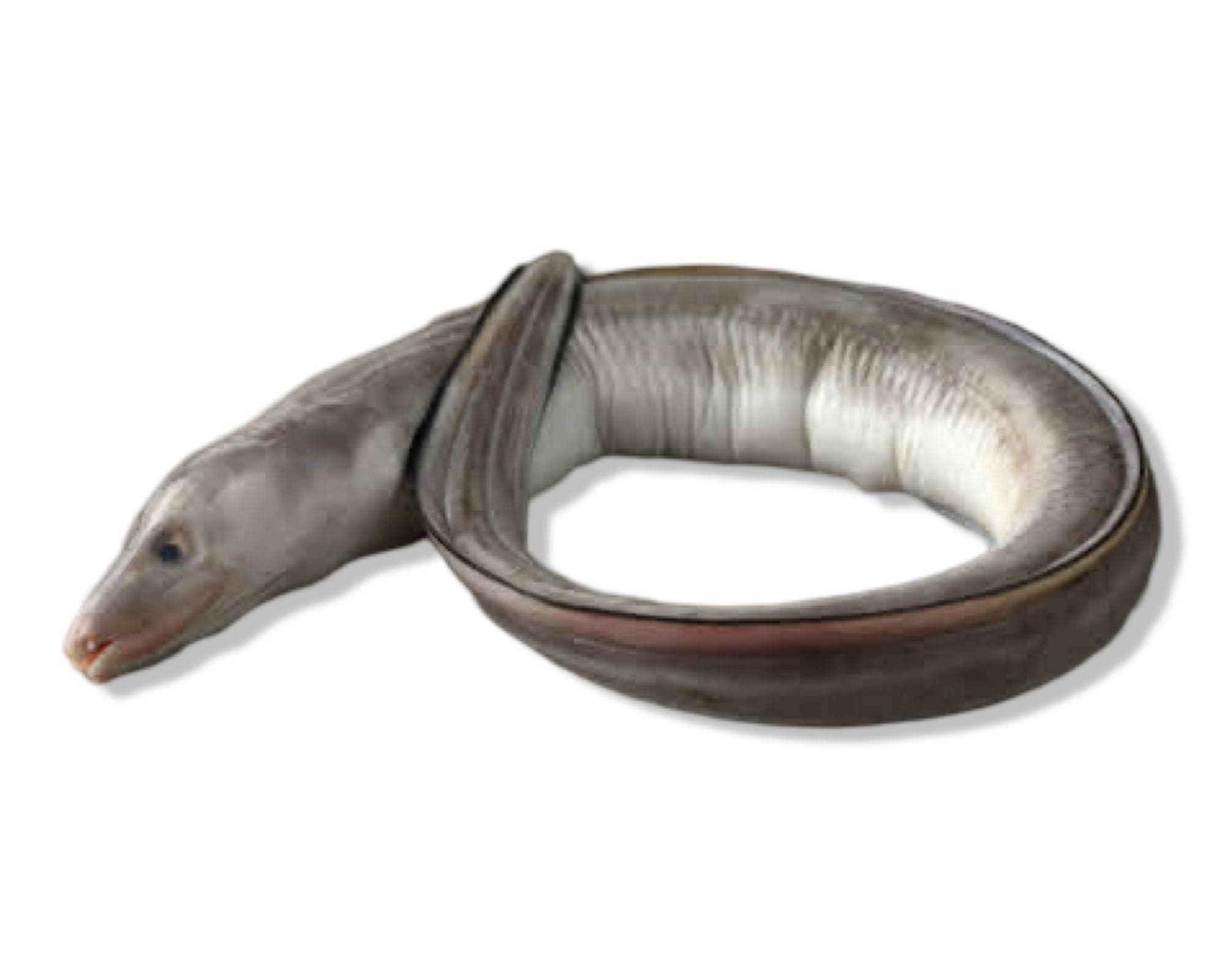 Conger