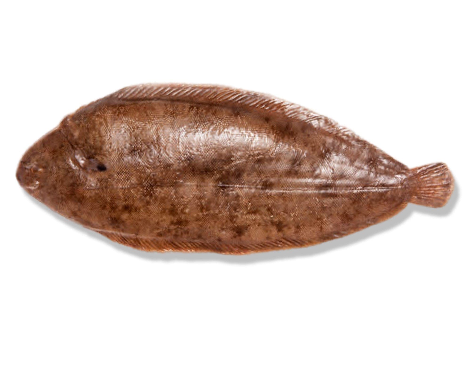 Dover Sole