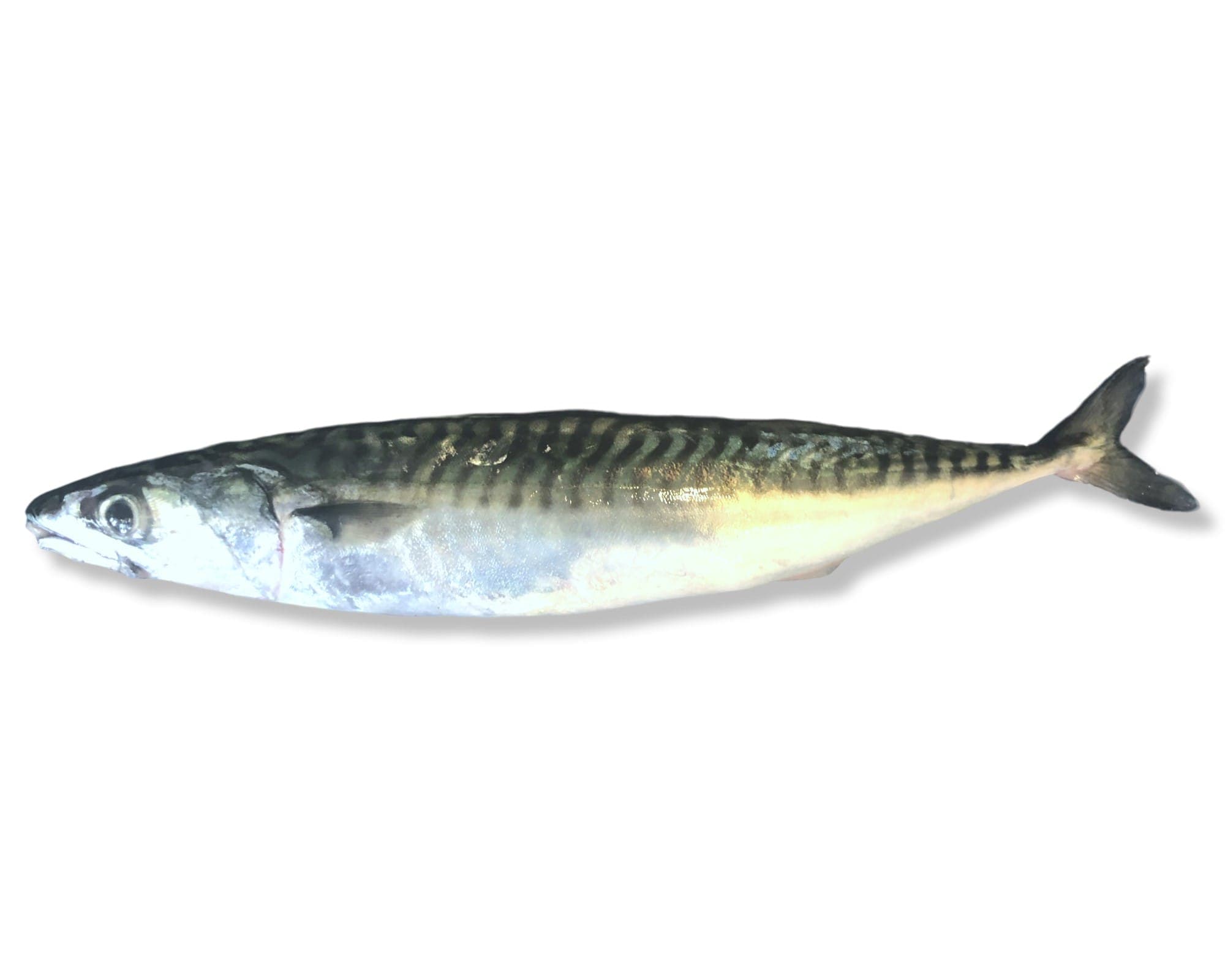 Mackerel