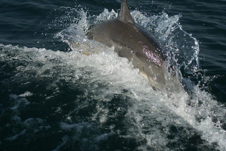 Orca Sea Safaris inline image 9