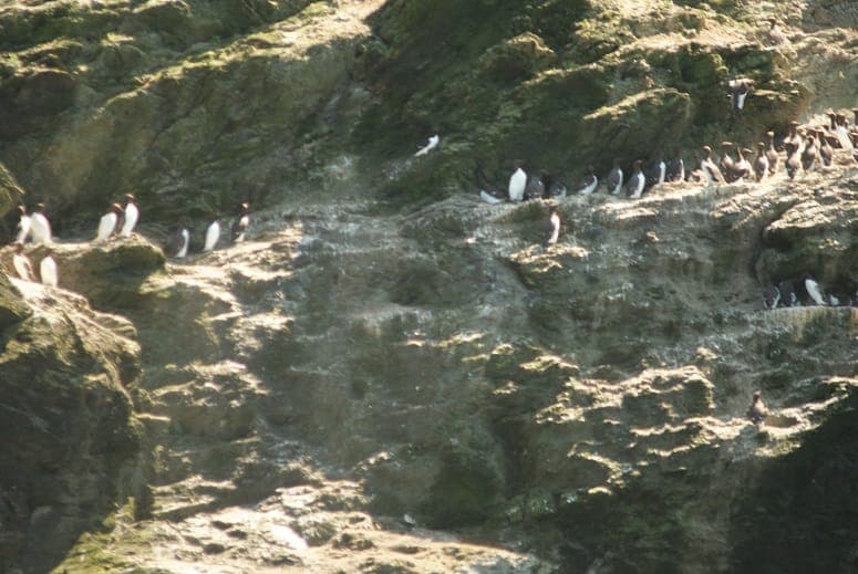 Orca Sea Safaris inline image 5