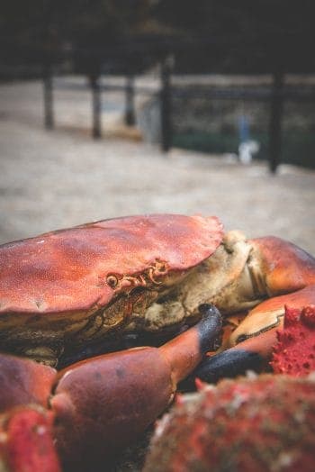 Cook a Live Crab