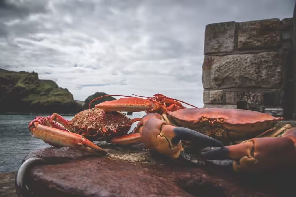 Buying Shellfish