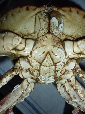 Seafood Facts