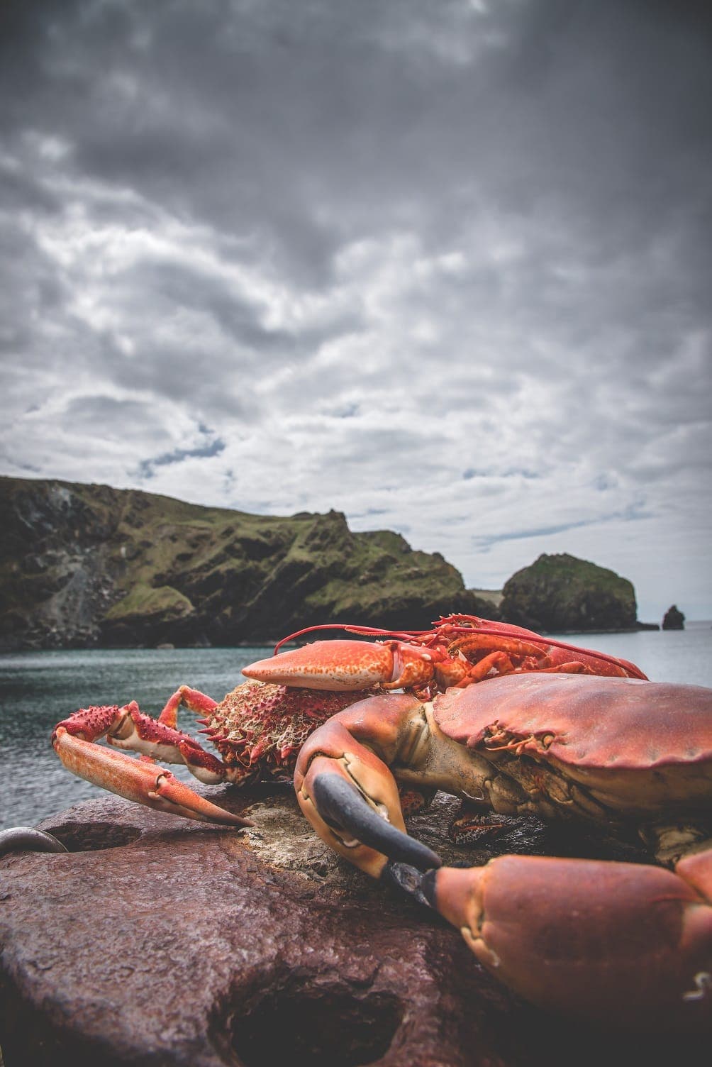 Seafood Facts inline image 6
