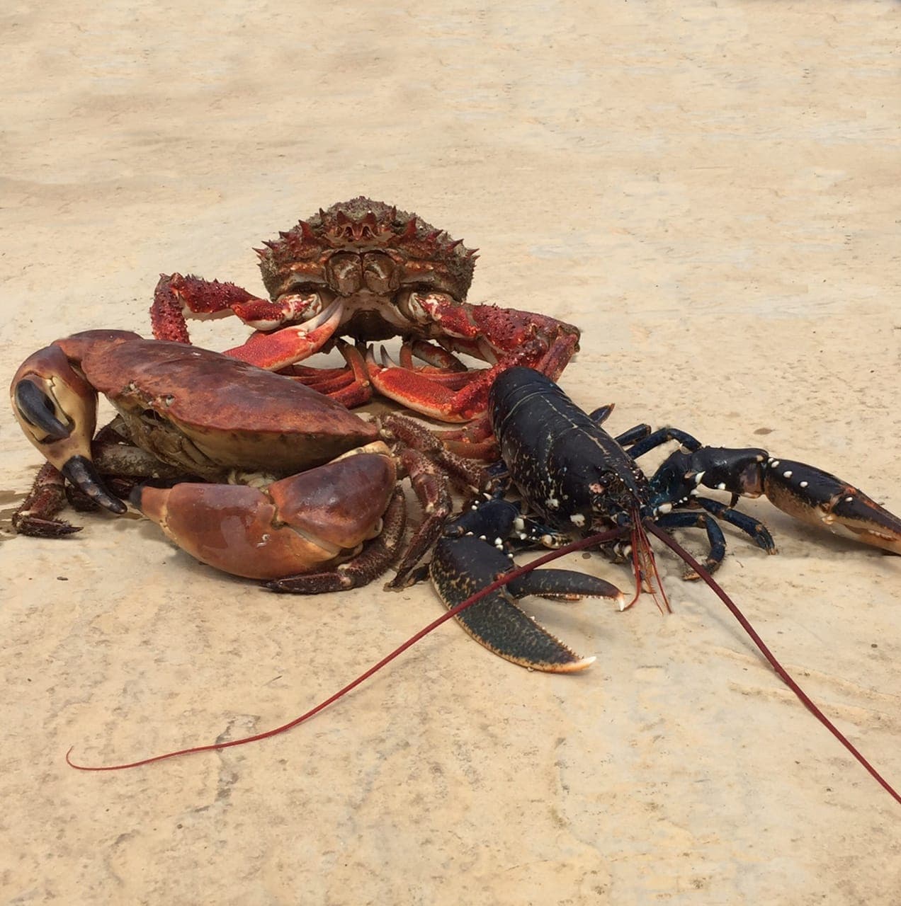 Seafood Facts inline image 12