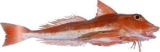 Seafood Facts inline image 14