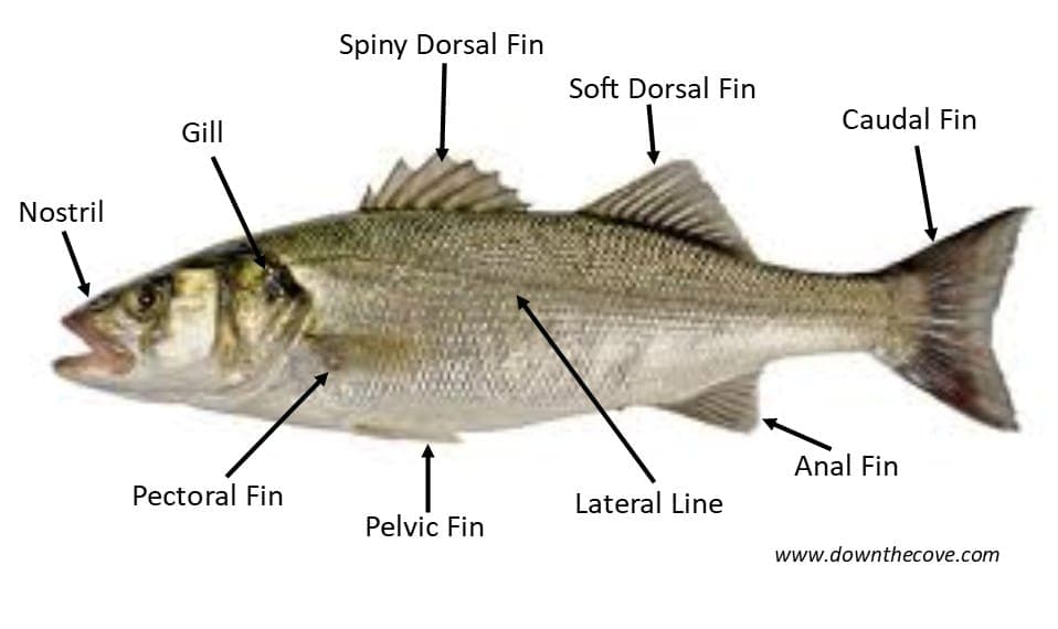 Fishing Jargon Buster