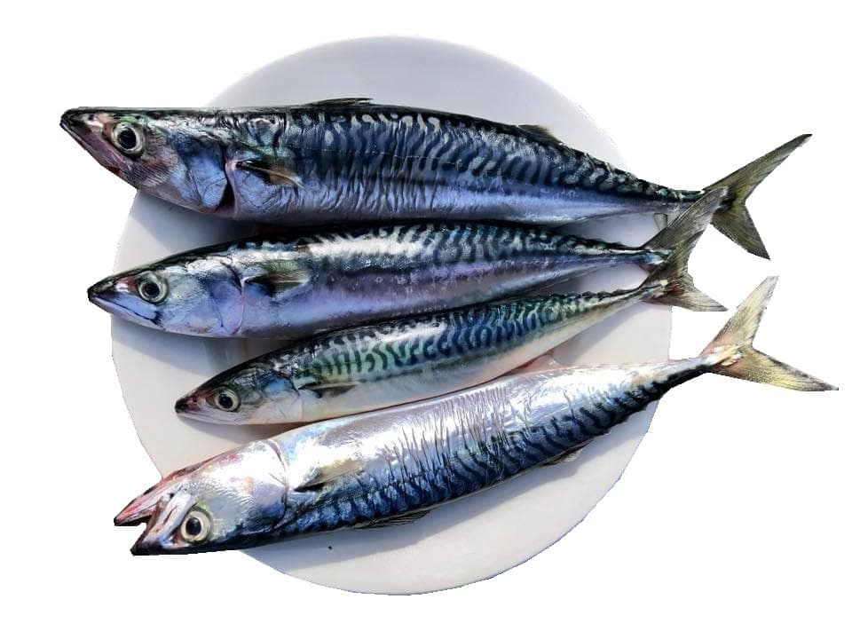 Mackerel Fishing